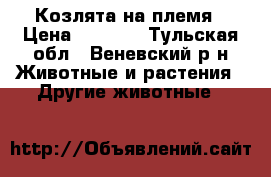 Козлята на племя › Цена ­ 3 000 - Тульская обл., Веневский р-н Животные и растения » Другие животные   